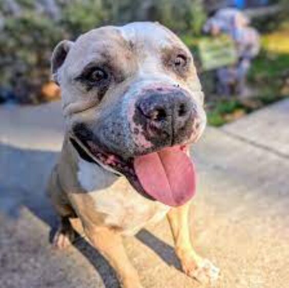 Bird showing relaxed posture